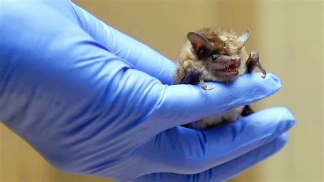 can bat droppings be tested for rabies|rabies and bat bite.